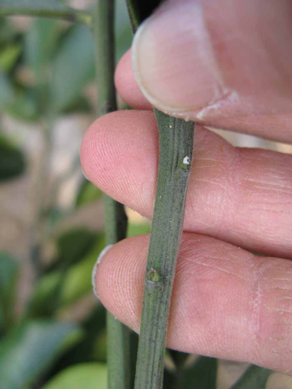              First year twig (Winter Haven, FL)       